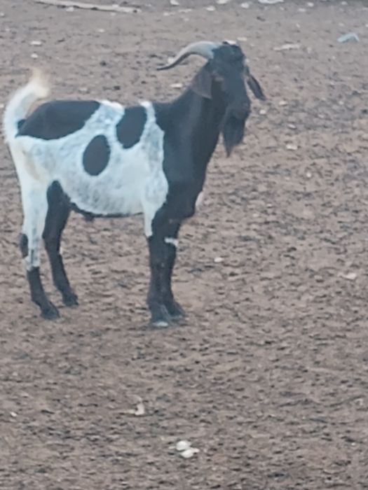 Țapi  metis anglonubian și metis alpin de vânzare
