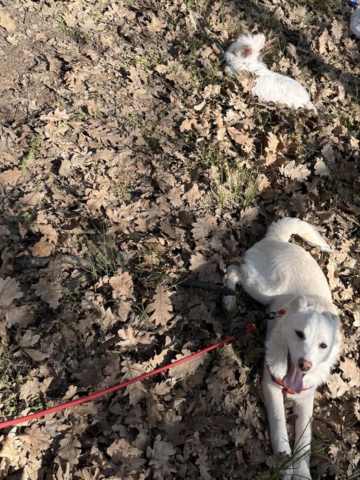 Cătelusa spre adoptie