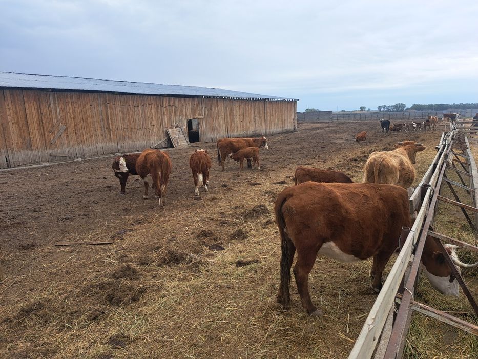 Коровы с  телятоми