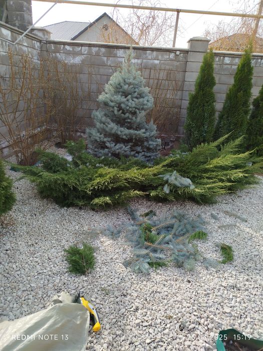 Обработка и обрезка плодовых деревьев