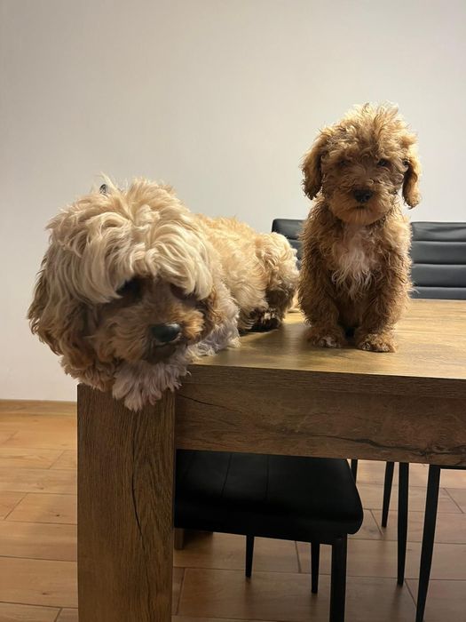 Pudel toy fetițe/baieti