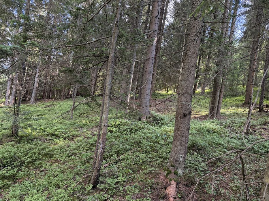 Vânzare teren 7,63 ha Dorna-Arini | Compact | Pădure și Pășune
