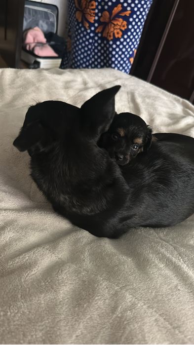 Той терьер мальчик