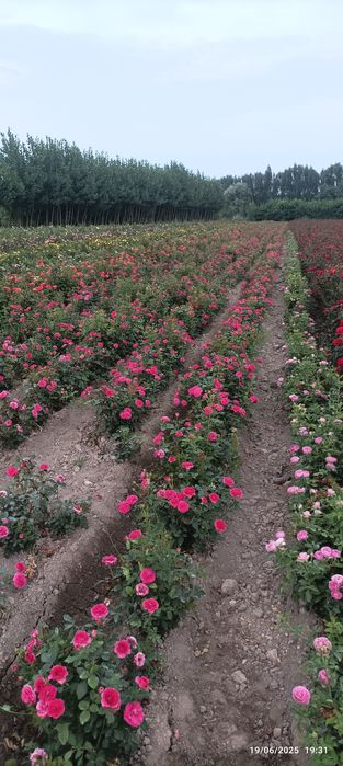 Atirgul koʻchatlari bor sotiladi 16 hil tayor pachkalap koʻmilgan