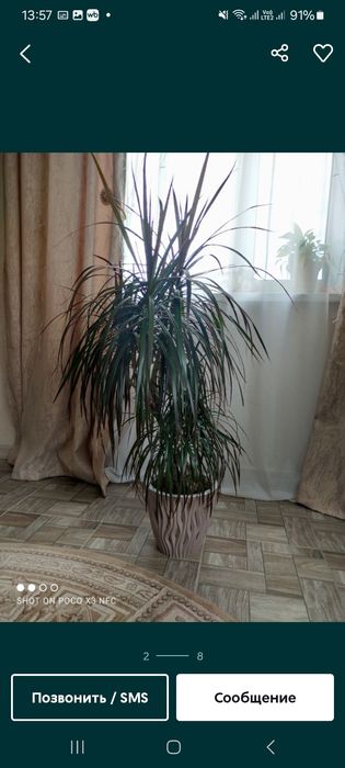 Продам разные комнатные цветы для офиса