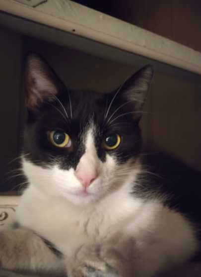 Пропал кот. Есть вознаграждение. Mushuk yoʻqolgan. Mufokoti bor.