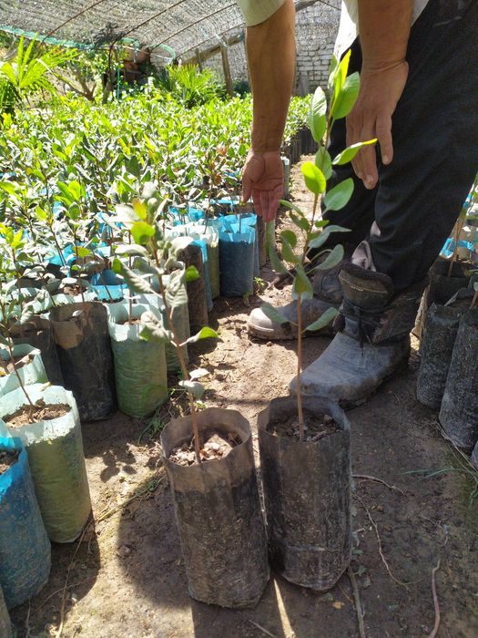 Handon Pista koʻchatlari!