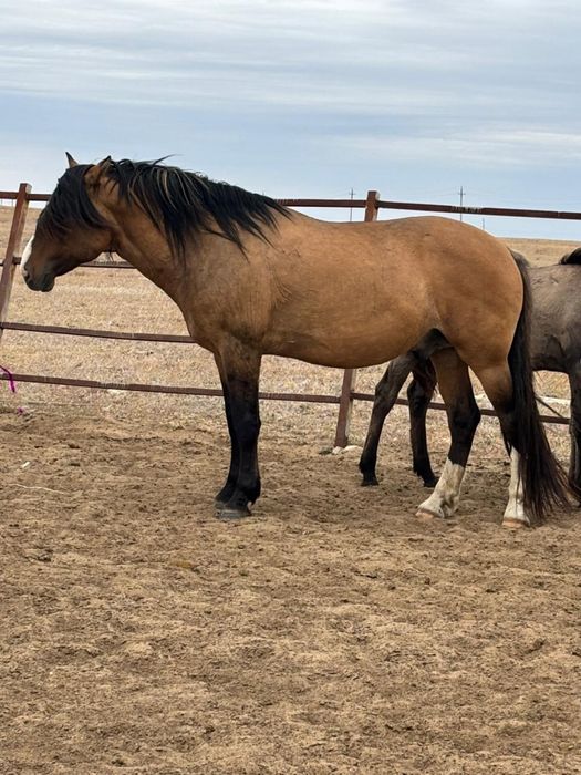 Айгыр сатылады кула