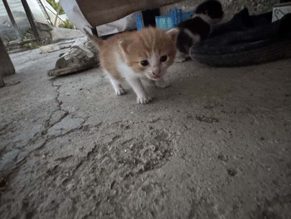 Отдам кошку котят в добрые руки
