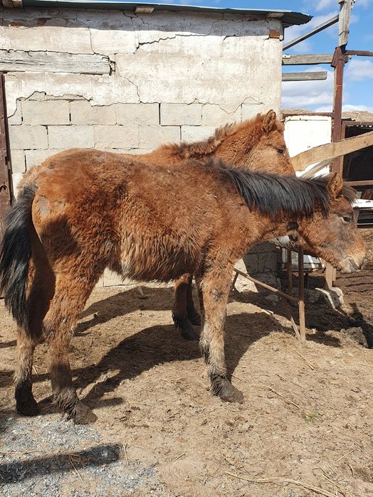 Тай откормленное продам