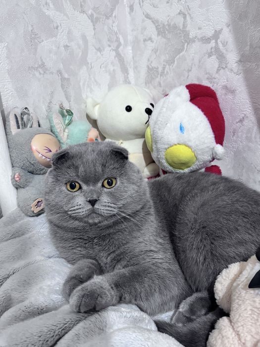 Продам породистого британского кота