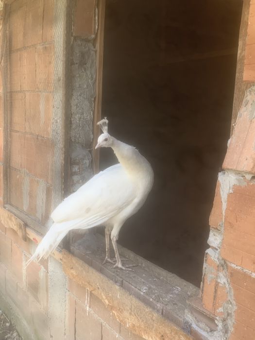 Продавам пауни  Арлекини и  Бели