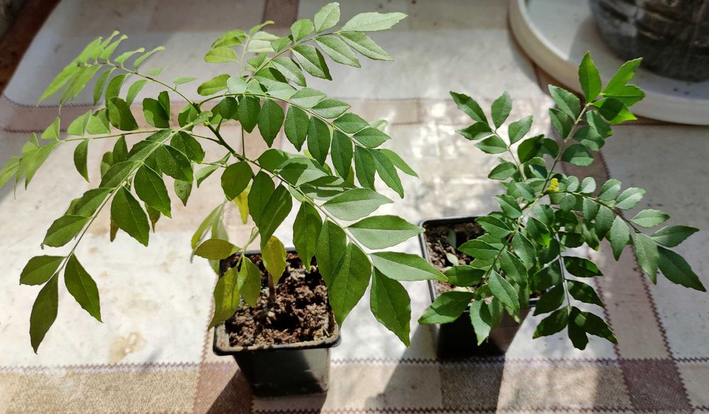 Къри лист, Мурая - Murraya koenigii