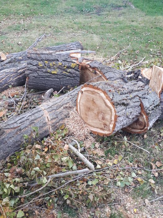 Дърва за огрев.  Топола.