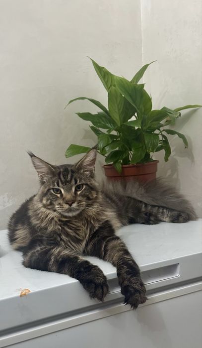 Мейнкун кот молодой