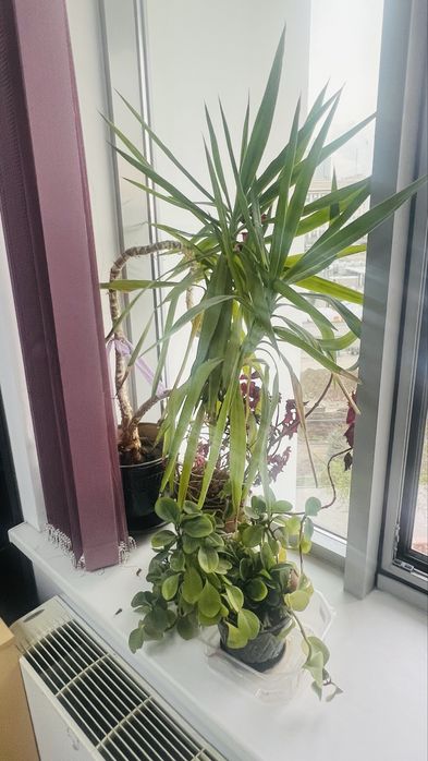 Комнатные растения (продаются вместе).