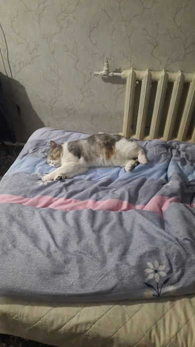 Отдам бесплатно кошку