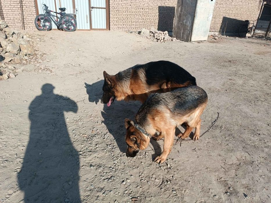 Кушик сатылады немецкая