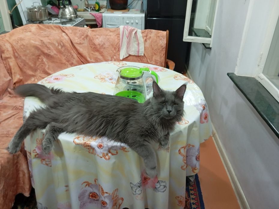 Продаются котята Мейн Кун.