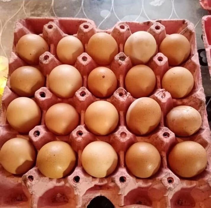 Продавам кокошки носачки