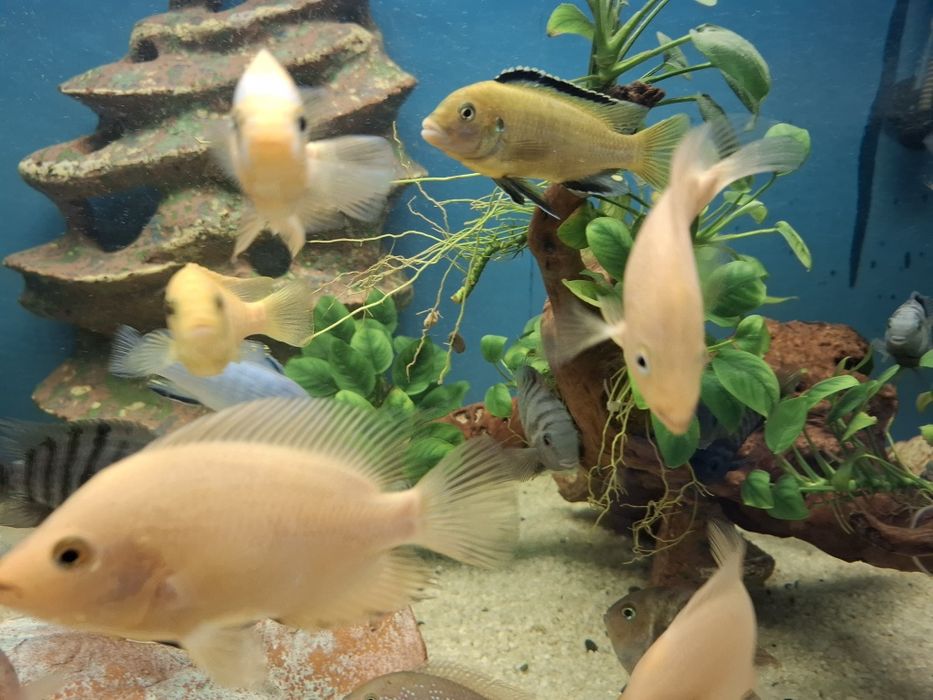 Обменяю  на сомиков