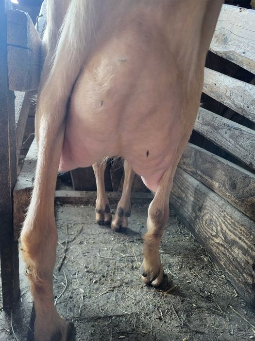 Vand lot de capre lactatie