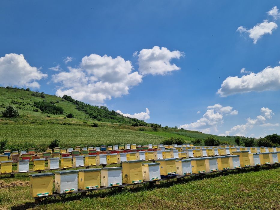 Miere Curată și Naturală – Recoltată cu Grijă din Stupină Proprie!