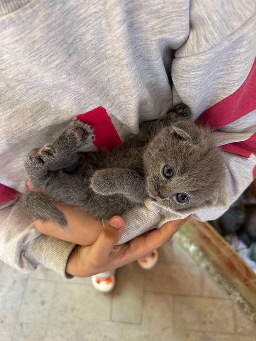 Котята Британская шиншилла