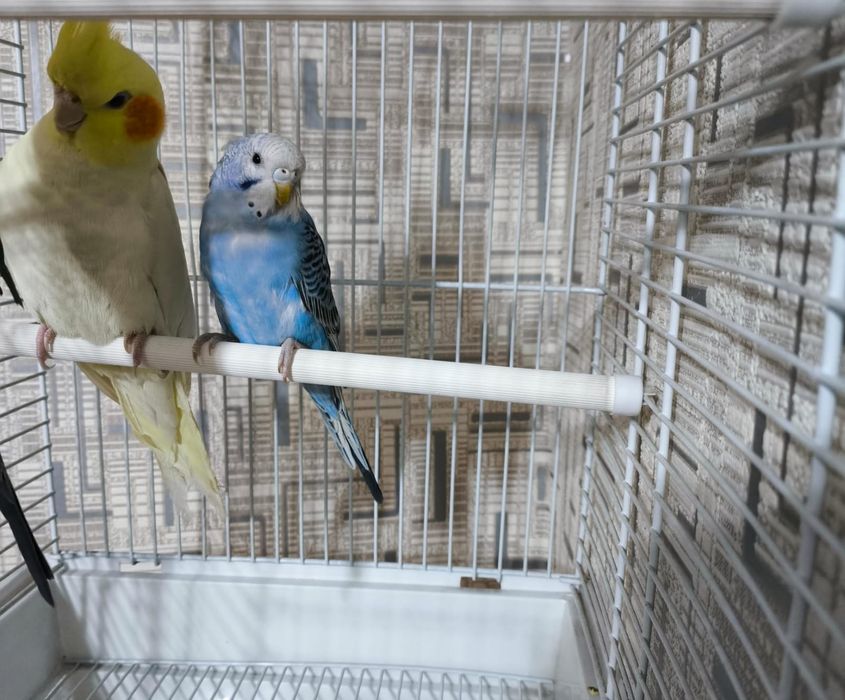 Попугай карелла самка