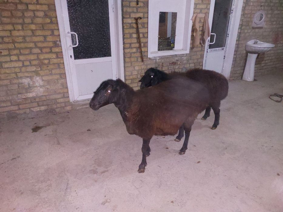 Куй сотилади.ьььь