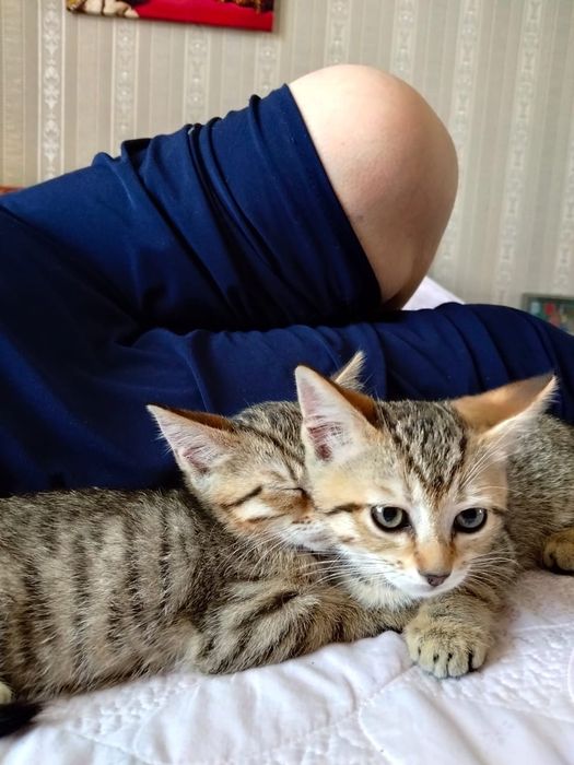Котята в добрые руки бесплатно