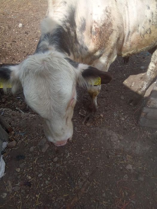 Vand 3 vitei ,2 albastri belgieni si un holstein