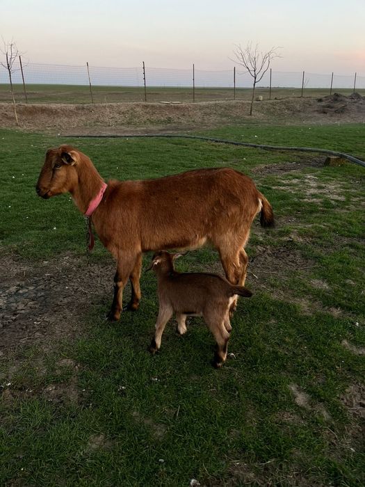 Vând capre din pozele