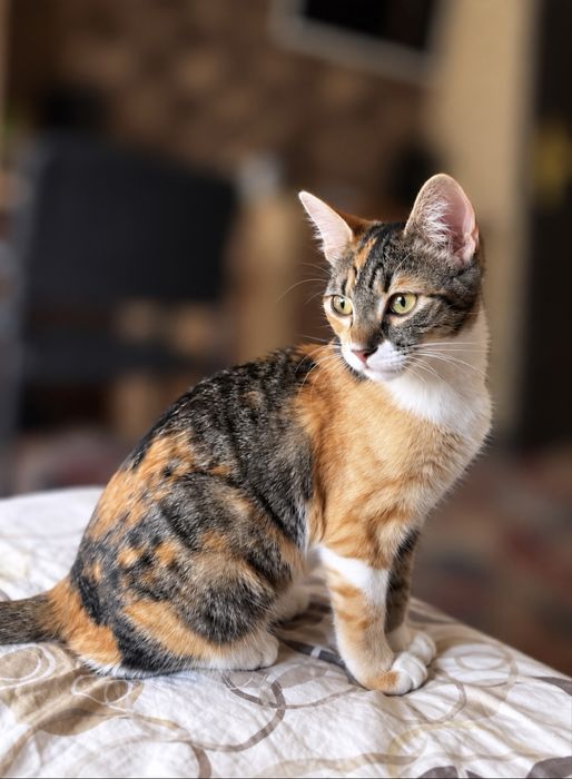 Подарявам котенце