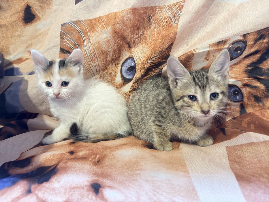 Pisicute pentru adoptie