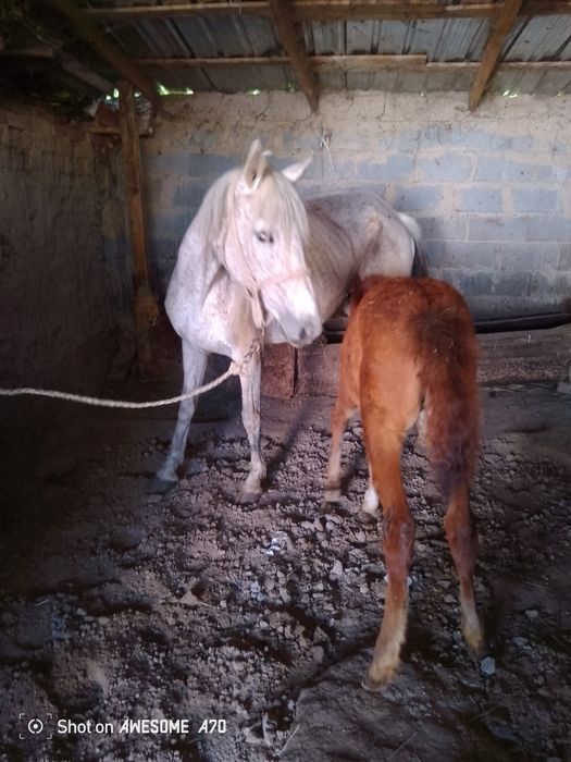 Кулынды бие сатылады