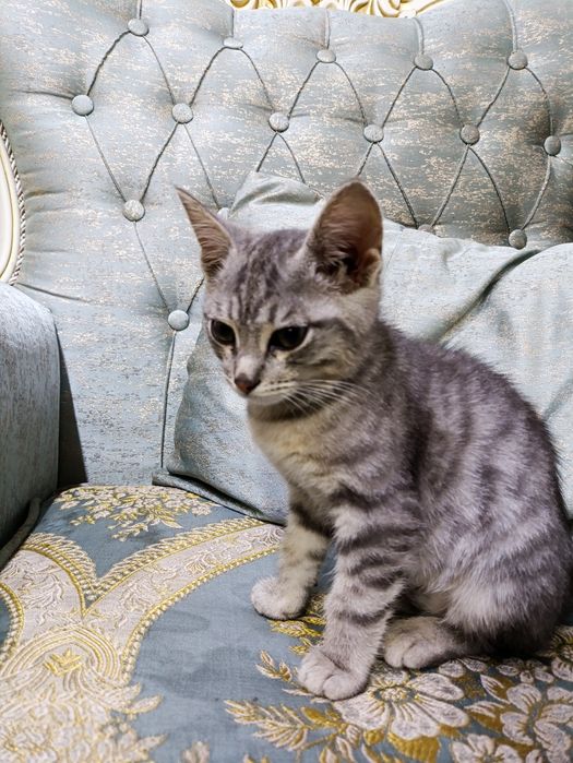 Отдам даром котенка