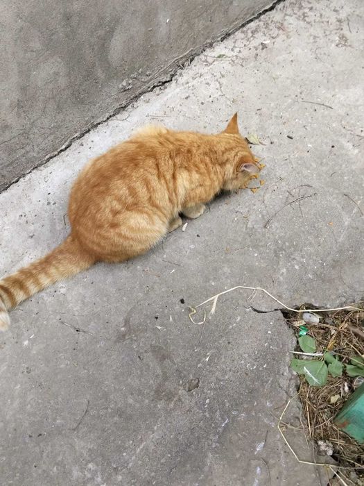 Рыжий молодой котик бесплатно