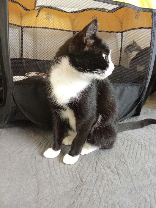 Общительная кошечка ищет дом