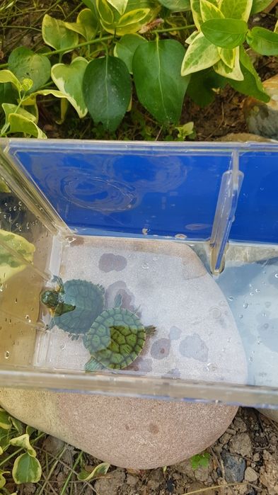 Продаются водные черепашки