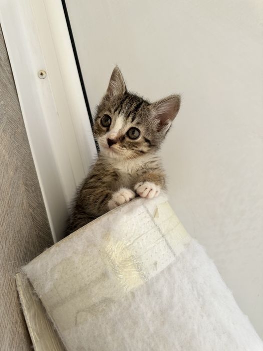 Прекрасный котик в поиске дома