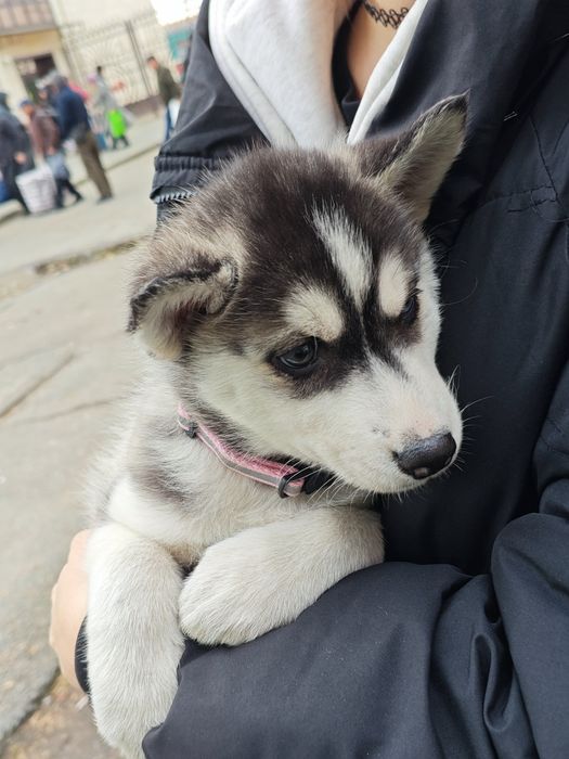 Продам щенка сибирского хаски