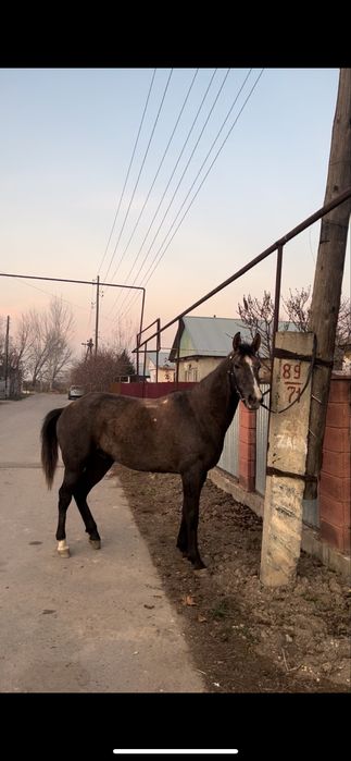 Продам жеребца 3 года