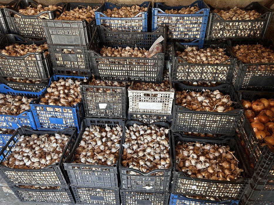 Usturoi Românesc, Recolta 2025, Natural