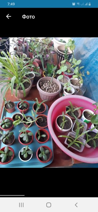 Продам комнатные цветы