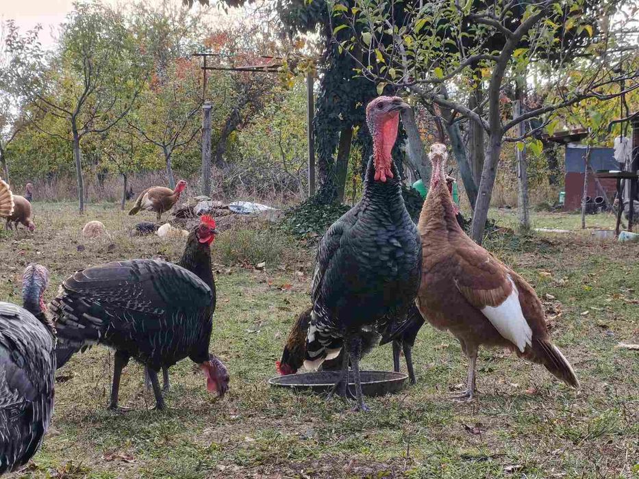 Продавам домашно гледани пуйки пуяци