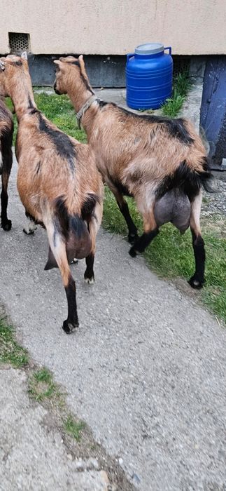 Capre alpina franceza