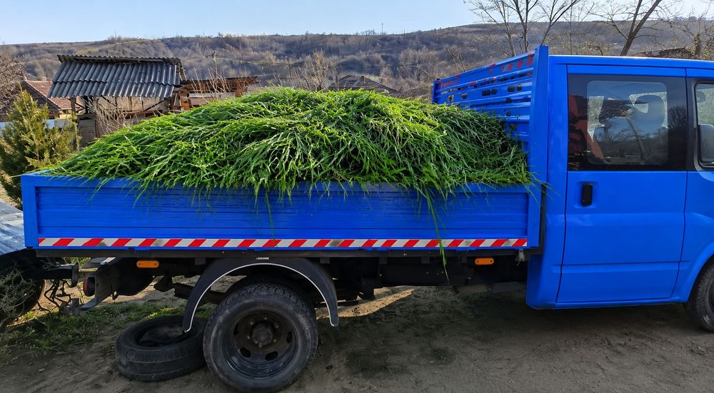 Servicii Debarasari Vegetale, Tuns Iarba,Erbicidat, Frezat