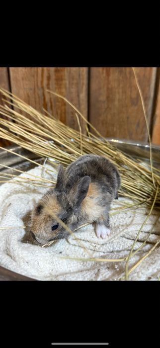 крольчата декоративные