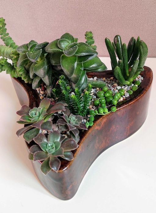 Композиции из суккулентов